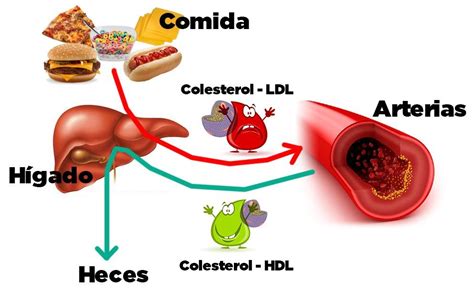 ¿Cómo pueden ciertas enfermedades o medicamentos afectar mi nivel de colesterol?